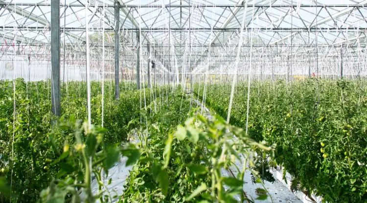 Agriculture
